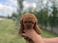 Toy Poodle 2 Aylık