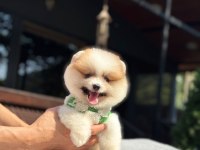 Party Color Pomeranian Boo Yavrumuz