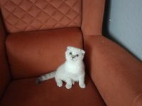 KIRIK KULAK DİŞİ KEDİMİZ YENİ SAHİBİNİ BEKLİYOR