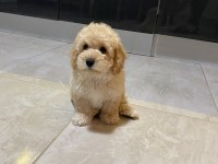 Orijinal Maltipoo yavru Terrier melezi değil