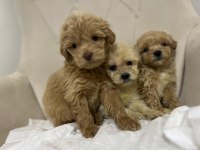Maltipoo Kapıda Ödeme ve Kredi Kartı İmkânı Mevcuttur