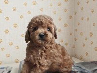 Toy Poodle Yavrular
