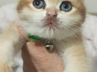 Golden NY12 british shorthair