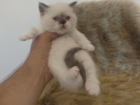 Show kalite british shorthair yavrular ailelerini arıyor
