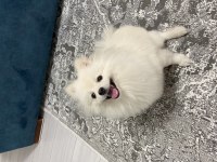 Pasaportlu Pomeranian 6 Aylık