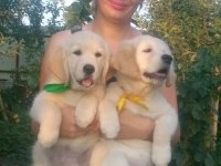 Golden Retriever Gelip Görerek Alabilirsiniz