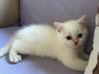 EŞSİZ GÜZELLİKTE BRİTİSH YAVRULAR