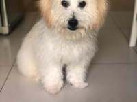 Afacan maltipoo erkek