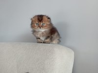 Scottish Fold Longhair