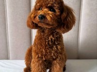 Acil uygun 14 Aylık Poodle