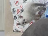 50 günlük erkek british shorthair