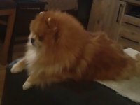 2 erkek ve 1 dişi yavru pomeranian