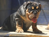 RENKLİ BULLDOG ÇOCUKLAR