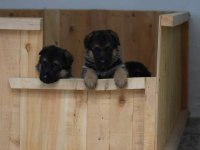 ALMAN ÇOBAN KÖPEĞİ YAVRULARI