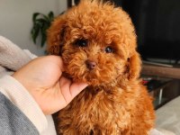 Sevimli Toy Poodle Yavrular