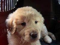 Çok Acil 2 Aylık Harika Golden Retriever Yavrumuz