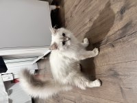 Ücretsiz british longhair kedisi