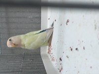 Erkek sevda papağanı 5 aylık