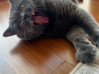 KISIR ERKEK KEDİMİZ TÜM EŞYALARIYLA VERİLECEKTİR