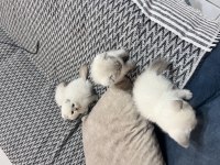 Scottish fold bebekler