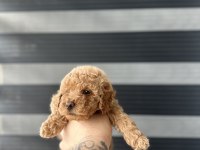 KORE KAN RED POODLE