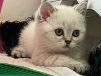 British shorthair yavru erkek dişi