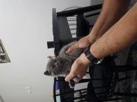 1 adet 1 aylık dişi british shorthair