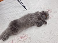 British longhair kedimiz Lunaya bir damat arıyoruz