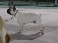 FCI/KIF A Şecere Belgeli Show Class Erkek French Bulldog