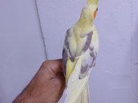 Ele aşık yavru sultan papağanı