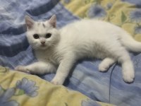 2.5 aylık erkek uygun british shorthair