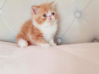 Bal böceği exotic shorthair