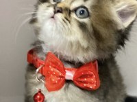 British longhair kar beyaz ve tabby yavrular