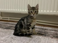 Sahiplendirme tekir kedimiz