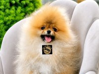 Pomeranian Boo yavrularımız