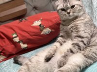 1.5 yaş oturan scottish fold kedimiz