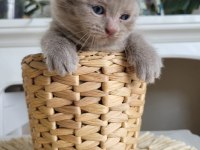 British shorthair 5 tane yavru