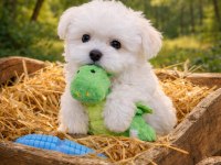 A KALİTE GERÇEK MALTESE TERRİER KÖPEKLER