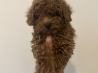 TOY POODLE YAVRULAR