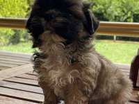 Shih-tzu 81 ile gönderim mevcuttur