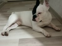 Yavrumuz A kalite french bulldog (Kaslı) AİLE KÖPEĞİ