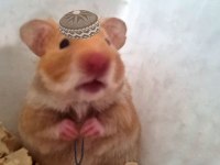 Suriye hamsteri acil verilecek