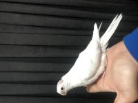 Albino Sultan Papağanı Yavruları