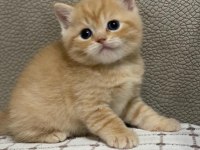Siyah gri golden british shorthair yavrularımız