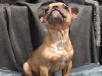 Fawn french bulldog yavrumuz