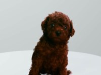 Kore toy poodle yavrularımız 