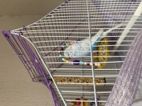 Jumbo erkek muhabbet kuşu bilezikli