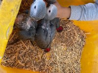 Yasal adınıza evraklı bebek jako papağanlar