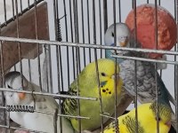 Yeni Yeme Düşen Sağlıklı Çeşitli Muhabbet Kuşlar