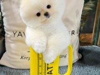 Ayı Surat pomeranian Boo Yavrularımız